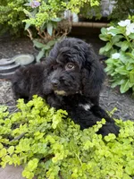 Star, a female Cockapoo for sale in Coldwater, MS – 2 of 7