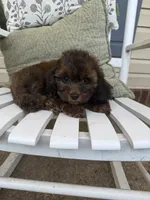 Rusty, a male Cockapoo for sale in Coldwater, MS – 4 of 5