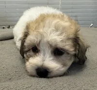 Solo, a male Shichon for sale in Coldwater, MS – 2 of 9