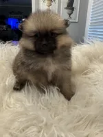 Ranger, a male Pomeranian for sale in Coldwater, MS – 4 of 7