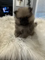Ranger, a male Pomeranian for sale in Coldwater, MS – 2 of 7