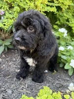Star, a female Cockapoo for sale in Coldwater, MS – 3 of 7