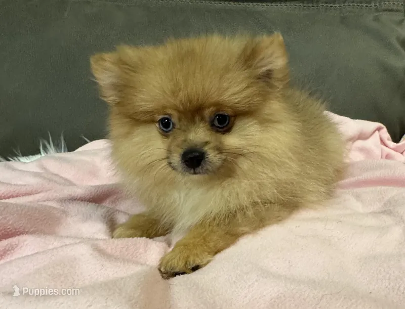 Trixie – Pomeranian puppy for sale in Coldwater, MS