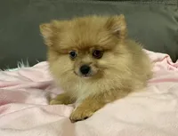 Trixie, a female Pomeranian for sale in Coldwater, MS – Photo 1 of 7
