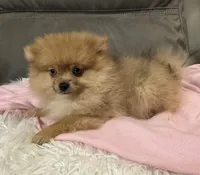 Trixie, a female Pomeranian for sale in Coldwater, MS – Photo 4 of 7