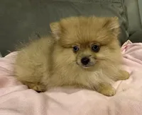 Trixie, a female Pomeranian for sale in Coldwater, MS – Photo 2 of 7