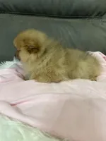 Trixie, a female Pomeranian for sale in Coldwater, MS – Photo 6 of 7