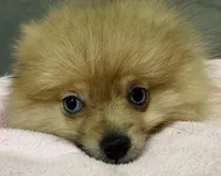 Trixie, a female Pomeranian for sale in Coldwater, MS – Photo 5 of 7