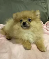 Trixie, a female Pomeranian for sale in Coldwater, MS – Photo 3 of 7