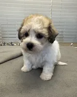 Solo, a male Shichon for sale in Coldwater, MS – 5 of 9