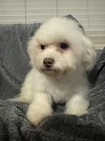 Callie, a female Bichon Frise for sale in Coldwater, MS – Photo 4 of 7