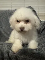 Callie, a female Bichon Frise for sale in Coldwater, MS – Photo 6 of 7