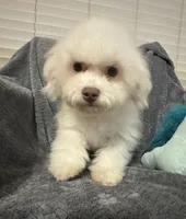 Callie, a female Bichon Frise for sale in Coldwater, MS – Photo 1 of 7