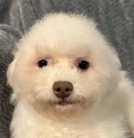 Callie, a female Bichon Frise for sale in Coldwater, MS – Photo 7 of 7