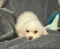 Callie, a female Bichon Frise for sale in Coldwater, MS – Photo 3 of 7