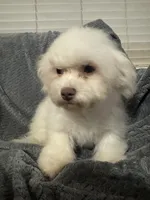 Callie, a female Bichon Frise for sale in Coldwater, MS – Photo 5 of 7