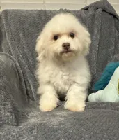 Callie, a female Bichon Frise for sale in Coldwater, MS – Photo 2 of 7