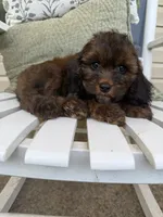 Rusty, a male Cockapoo for sale in Coldwater, MS – 2 of 5