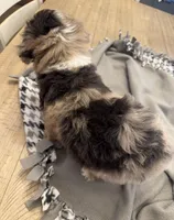 Rolo, a male Miniature Aussiedoodle for sale in Coldwater, MS – Photo 6 of 6