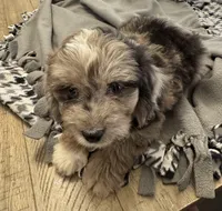 Rolo, a male Miniature Aussiedoodle for sale in Coldwater, MS – Photo 2 of 6