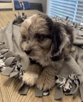 Rolo, a male Miniature Aussiedoodle for sale in Coldwater, MS – Photo 3 of 6