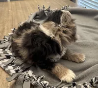 Rolo, a male Miniature Aussiedoodle for sale in Coldwater, MS – Photo 4 of 6