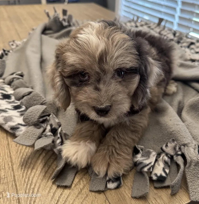 Rolo – Miniature Aussiedoodle puppy for sale in Coldwater, MS