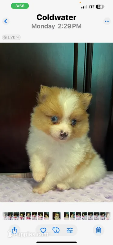 Layla – Pomeranian puppy for sale in Coldwater, MS