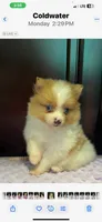 Layla, a female Pomeranian for sale in Coldwater, MS – 1 of 1