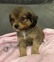 Honey, a female Miniature Aussiedoodle for sale in Coldwater, MS – 5 of 8