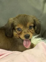 Honey, a female Miniature Aussiedoodle for sale in Coldwater, MS – 2 of 8