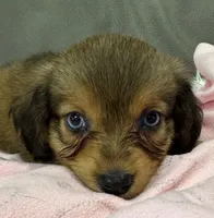Honey, a female Miniature Aussiedoodle for sale in Coldwater, MS – 4 of 8