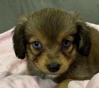 Honey, a female Miniature Aussiedoodle for sale in Coldwater, MS – 3 of 8