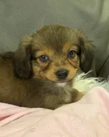 Honey, a female Miniature Aussiedoodle for sale in Coldwater, MS – 1 of 8
