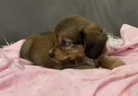 Honey, a female Miniature Aussiedoodle for sale in Coldwater, MS – 6 of 8