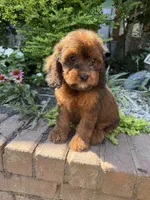 Amber, a female Cockapoo for sale in Coldwater, MS – 5 of 5
