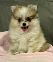 Sadie, a female Pomeranian for sale in Coldwater, MS – Photo 3 of 7
