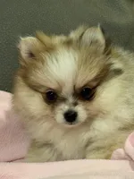 Sadie, a female Pomeranian for sale in Coldwater, MS – Photo 6 of 7