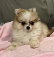 Sadie, a female Pomeranian for sale in Coldwater, MS – Photo 2 of 7