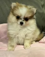 Sadie, a female Pomeranian for sale in Coldwater, MS – Photo 4 of 7