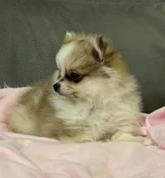 Sadie, a female Pomeranian for sale in Coldwater, MS – Photo 5 of 7
