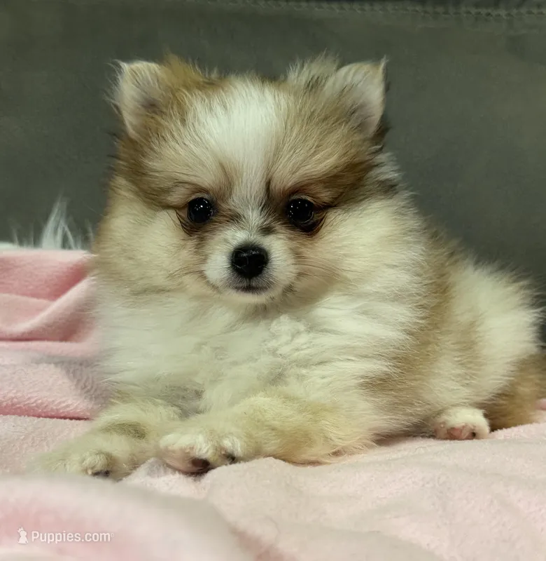 Sadie – Pomeranian puppy for sale in Coldwater, MS