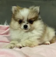 Sadie, a female Pomeranian for sale in Coldwater, MS – Photo 1 of 7