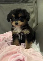 Muffin, a female Miniature Aussiedoodle for sale in Coldwater, MS – 9 of 10