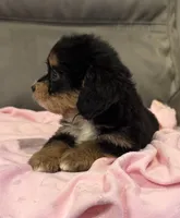 Muffin, a female Miniature Aussiedoodle for sale in Coldwater, MS – 7 of 10