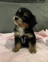 Muffin, a female Miniature Aussiedoodle for sale in Coldwater, MS – 5 of 10