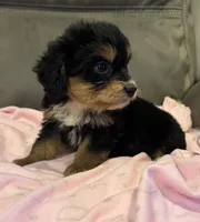 Muffin, a female Miniature Aussiedoodle for sale in Coldwater, MS – 6 of 10