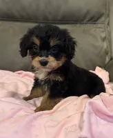 Muffin, a female Miniature Aussiedoodle for sale in Coldwater, MS – 10 of 10
