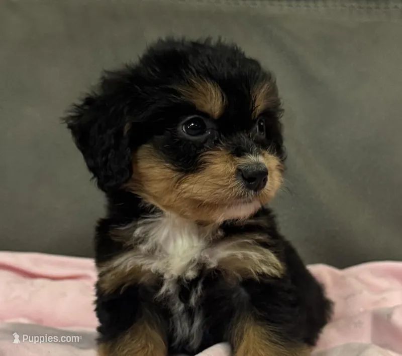 Muffin – Miniature Aussiedoodle puppy for sale in Coldwater, MS
