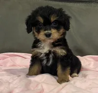 Muffin, a female Miniature Aussiedoodle for sale in Coldwater, MS – 2 of 10